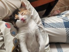 -瑞派名望24h动物医院异宠专科·猫专科·骨科·重症监护分院