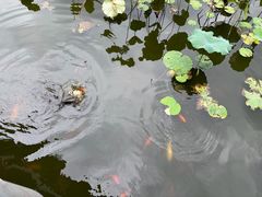 -龙头寺公园