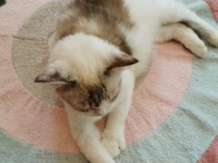 -momokira米努特·德文卷毛猫·棉花面纱犬