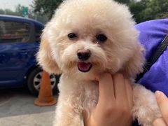 -萌兽医馆·犬猫专科·眼科中心·宠物医院(朝阳门分院)