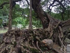 -小洲村