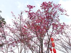 -天适樱花悠乐园