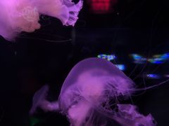 -太平洋海底世界