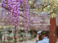 -嘉定紫藤园