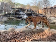 -北京野生动物园