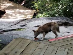 -大岭沟猕猴桃谷风景区