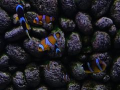 -贝林大翅鲸简餐厅(国家海洋博物馆店)