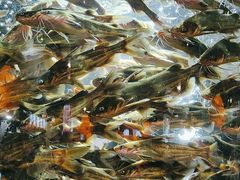 -老船舫·现做活鲜鱼馆(东郊记忆店)