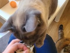 -滚猫咖啡·猫咖·猫友好撸猫(未来城店)