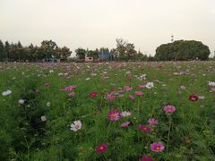 -田园东方蜜桃村的田野营地