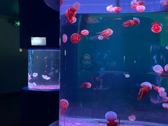 -欢乐海岸海洋奇梦馆