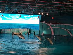 -海合安青岛极地海洋公园
