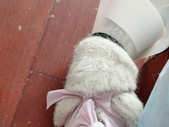 -伟伟宠物医院·CT影像中心·瑞派犬猫综合性门诊(汉口总院)