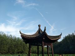 -合肥滨湖国家森林公园