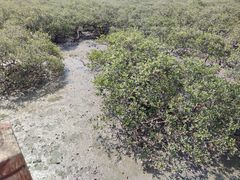 -北海金海湾红树林生态旅游区