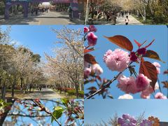 -高东镇樱花园
