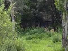 -沈阳森林动物园