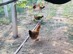 -马陆小张葡萄园农家乐