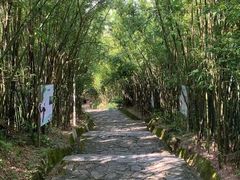 -东莞市大岭山森林公园