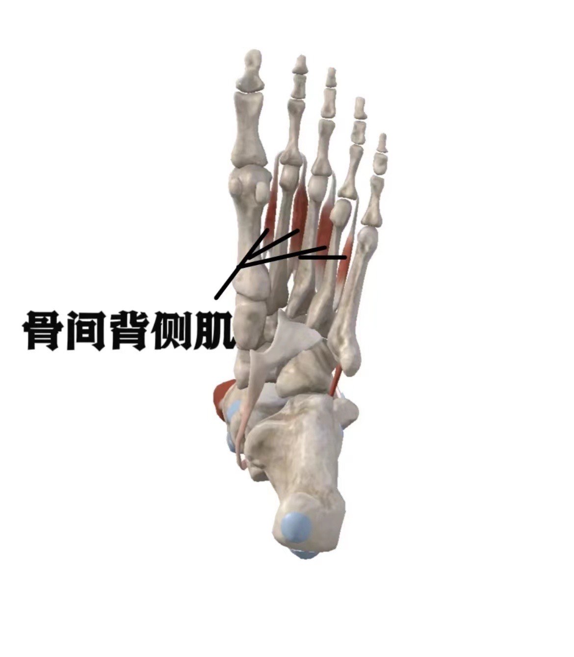 打篮球足底外侧肌肉（打篮球足底外侧肌肉疼怎么办）《打篮球脚底外侧边缘疼》