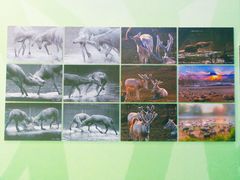 -北京麋鹿生态实验中心