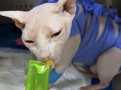 -美联众合动物医院·24h转诊中心