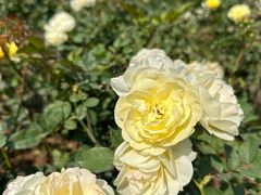 -人民公园(罗湖区)