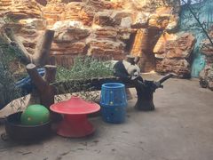 -石家庄市动物园