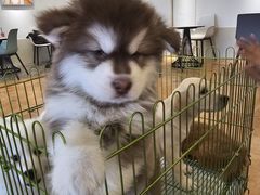 -Let's go狗咖·猫咖·奶狗·桌游(春熙路IFS店)