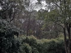 -潜山国家森林公园