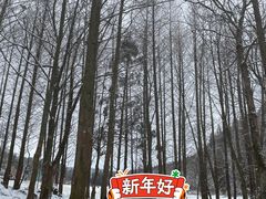 -武陵山森林公园