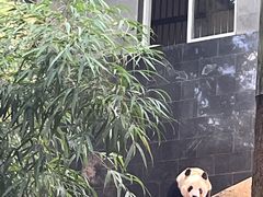 -中国大熊猫保护研究中心雅安碧峰峡基地