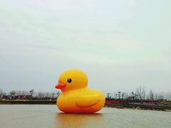 -荷兰花海