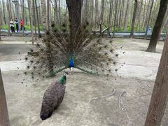 -昆山城市生态森林公园