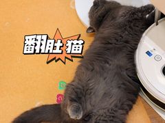 -COLOR PETS 撸猫馆·购猫·猫咖(长风大悦城店)