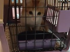 -御宝贝·A梦猫科宠物医院(国际猫友好医院)