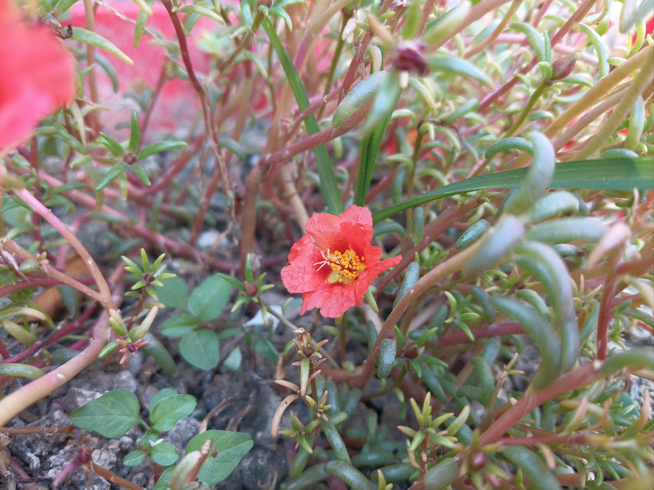 太阳花为什么叫死不了花为什么在线 太阳花为什么叫死不了花为什么在线