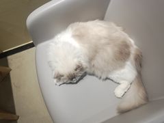 -藏猫猫咖啡主题馆(中央大道店)