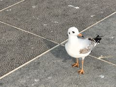 -海埂大坝