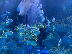 -芜湖新华联大白鲸海洋公园