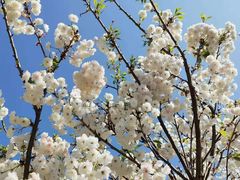 -天适樱花悠乐园