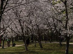 -上海共青森林公园