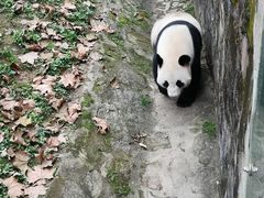 -都江堰中华大熊猫苑