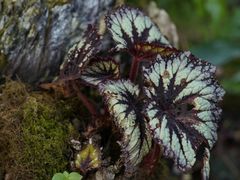 -深圳仙湖植物园