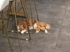 -飞行喵MR PILOT|猫舍·猫咖(静安大融城店)