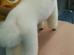 -瑞派宠物医院·24小时骨科·心脏·核磁(哈尔滨南岗店)