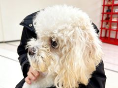 -瑞康宠物医院·犬猫牙科·异宠专科·转诊诊疗中心(劳卫路店)