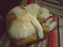 -Sirena海妖日咖夜酒