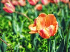 -长春公园(普阳街道)