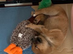 -爱侣宠医·鹦鹉专科·小型哺乳类·异宠专科(灵石路店)